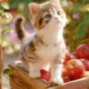 ヒメ日記 2025/09/08 14:00 投稿 深田美咲(ふかだみさき) 五十路マダムエクスプレス厚木店(カサブランカグループ)