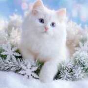 ヒメ日記 2025/12/06 08:52 投稿 深田美咲(ふかだみさき) 五十路マダムエクスプレス厚木店(カサブランカグループ)