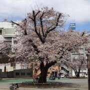 ヒメ日記 2026/03/28 12:36 投稿 深田美咲(ふかだみさき) 五十路マダムエクスプレス厚木店(カサブランカグループ)