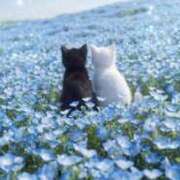 ヒメ日記 2026/03/31 12:44 投稿 深田美咲(ふかだみさき) 五十路マダムエクスプレス厚木店(カサブランカグループ)