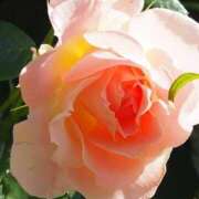 ヒメ日記 2024/12/31 17:36 投稿 川村【かわむら】 丸妻 西船橋店