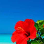 ヒメ日記 2026/02/15 12:13 投稿 ももな アイムシェイク