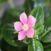 ヒメ日記 2026/03/25 22:13 投稿 ももな アイムシェイク