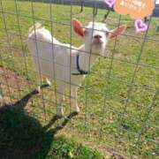 ヒメ日記 2025/07/01 16:42 投稿 奥原 みほ HANA-okinawa-