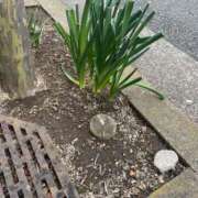 ヒメ日記 2025/05/23 11:30 投稿 たま ココリラ吉祥寺・調布店