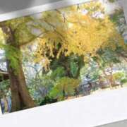 ヒメ日記 2025/11/26 11:59 投稿 由衣(ゆい) 人妻出逢い会 百合の園 品川店