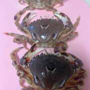 ヒメ日記 2025/08/19 17:13 投稿 ◆あさみ マダム錦糸町