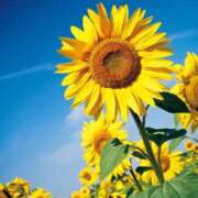 ヒメ日記 2025/08/26 20:59 投稿 ◆あさみ マダム錦糸町