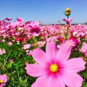 ヒメ日記 2025/09/05 21:30 投稿 ◆あさみ マダム錦糸町