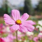 ヒメ日記 2025/09/11 20:51 投稿 ◆あさみ マダム錦糸町