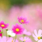 ヒメ日記 2025/09/11 20:58 投稿 ◆あさみ マダム錦糸町