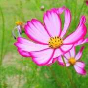 ヒメ日記 2025/09/12 21:24 投稿 ◆あさみ マダム錦糸町