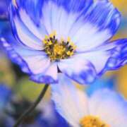 ヒメ日記 2025/09/15 19:44 投稿 ◆あさみ マダム錦糸町