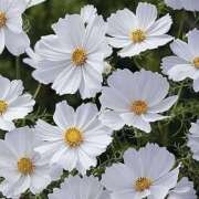 ヒメ日記 2025/09/17 20:56 投稿 ◆あさみ マダム錦糸町