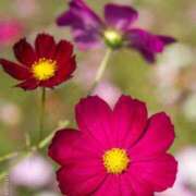 ヒメ日記 2025/09/18 20:07 投稿 ◆あさみ マダム錦糸町