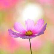 ヒメ日記 2025/09/19 20:20 投稿 ◆あさみ マダム錦糸町