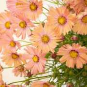 ヒメ日記 2025/09/26 21:19 投稿 ◆あさみ マダム錦糸町