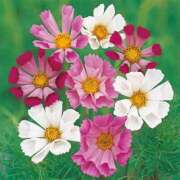 ヒメ日記 2025/09/26 21:35 投稿 ◆あさみ マダム錦糸町