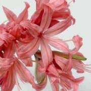 ヒメ日記 2025/11/03 20:13 投稿 ◆あさみ マダム錦糸町