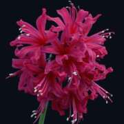 ヒメ日記 2025/11/04 20:32 投稿 ◆あさみ マダム錦糸町