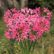 ヒメ日記 2025/11/09 20:33 投稿 ◆あさみ マダム錦糸町