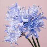 ヒメ日記 2025/11/13 21:12 投稿 ◆あさみ マダム錦糸町