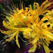 ヒメ日記 2025/11/18 21:04 投稿 ◆あさみ マダム錦糸町