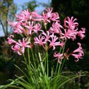 ヒメ日記 2025/11/19 19:52 投稿 ◆あさみ マダム錦糸町