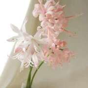 ヒメ日記 2025/11/21 20:22 投稿 ◆あさみ マダム錦糸町