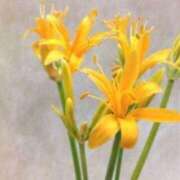 ヒメ日記 2025/11/24 20:55 投稿 ◆あさみ マダム錦糸町