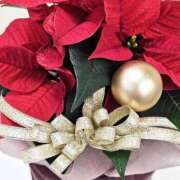 ヒメ日記 2025/12/12 20:51 投稿 ◆あさみ マダム錦糸町