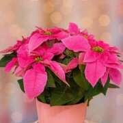 ヒメ日記 2025/12/16 20:29 投稿 ◆あさみ マダム錦糸町