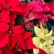 ヒメ日記 2025/12/17 19:53 投稿 ◆あさみ マダム錦糸町