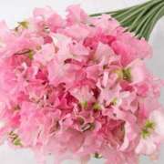 ヒメ日記 2026/01/04 20:03 投稿 ◆あさみ マダム錦糸町