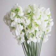 ヒメ日記 2026/01/07 20:27 投稿 ◆あさみ マダム錦糸町