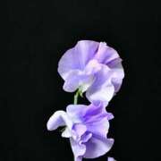 ヒメ日記 2026/01/12 20:04 投稿 ◆あさみ マダム錦糸町