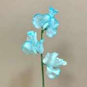 ヒメ日記 2026/01/15 20:50 投稿 ◆あさみ マダム錦糸町