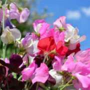 ヒメ日記 2026/01/16 20:34 投稿 ◆あさみ マダム錦糸町