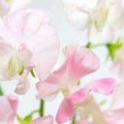 ヒメ日記 2026/01/22 20:32 投稿 ◆あさみ マダム錦糸町