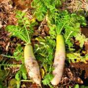 ヒメ日記 2026/01/24 14:50 投稿 ◆あさみ マダム錦糸町