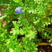 ヒメ日記 2026/03/21 10:01 投稿 ◆あさみ マダム錦糸町