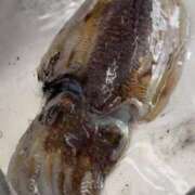 ヒメ日記 2026/04/10 14:06 投稿 ◆あさみ マダム錦糸町