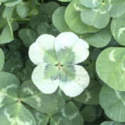 ヒメ日記 2026/03/07 17:01 投稿 みすみ 熟女の風俗最終章 本厚木店