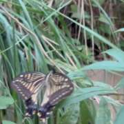 ヒメ日記 2026/09/08 12:14 投稿 辺見【へんみ】 丸妻 西船橋店
