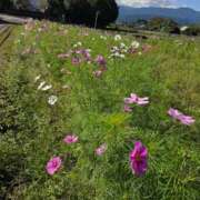 ヒメ日記 2025/11/06 14:45 投稿 明菜 池袋夢幻