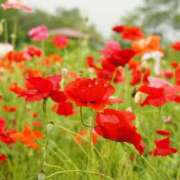 ヒメ日記 2025/05/14 09:23 投稿 ここ モアグループ川越人妻花壇