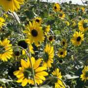 ヒメ日記 2025/12/12 23:04 投稿 みほ-ﾌﾟﾗﾁﾅ- 恋のリフレイン