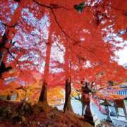 ヒメ日記 2025/11/14 12:13 投稿 はるか 恋のリフレイン