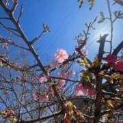 ヒメ日記 2026/02/24 16:50 投稿 ほのか ミセス大阪十三店