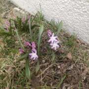 ヒメ日記 2025/04/06 12:30 投稿 川口 Mrs Sirena（ミセスシレナ）